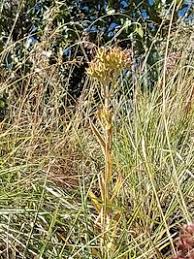 Image result for Kalanchoe lanceolata