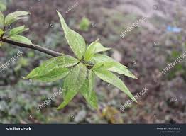 Image result for Searsia leptodictya