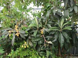 Einige obstpflanzen sind sogar erstaunlich genügsam und können auf dem eigenen balkon gehalten werden. Japanische Wollmispel Eriobotrya Japonica Baumschule Horstmann