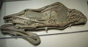 A second skull was once attributed to cearadactylus under the species name cearadactylus ligabuei, but again fossil traders incorrectly reconstructed the. Paleocodex Cearadactylus