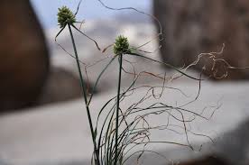 Image result for Cyperus obtusiflorus