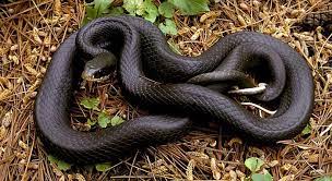 Black Racer Snake Snake Facts Snake Black Racer