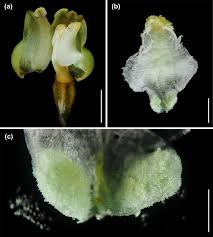 Image result for Eulophia obscura