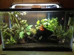 Spark Plug S 10 Gallon Betta Tank 10 Gallon Fish Tank Betta Tank Fish Tank Stand