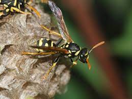 Yellow jacket is the common name of predatory social wasps that are commonly found in north america. Polistes Wikipedia