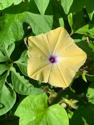 Image result for Ipomoea tuberculata