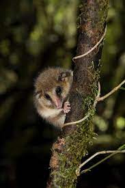 El monito de monte es un mamífero marsupial, que vive únicamente en el sur de chile; South American Marsupials Discovered To Reach New Heights Eurekalert Science News