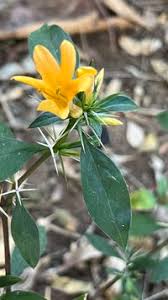 Image result for Barleria randii