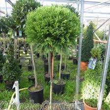 We did not find results for: Standard Cryptomeria Japonica Globosa Nana 18 Litre Japanese Plants Plants Topiary Plants