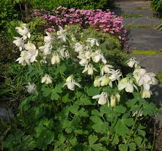 Image result for Aquilegia flabellata ministar
