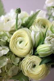 Cream Ranunculus In A Chic White Vase Cream Classic By Winston Flowers Winston Flowers Wonderful Flowers Ranunculus Flowers