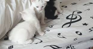 Sirin Kedi Yavrulari Minik Yavrular Beyaz Kedi Siyah Kedi Van Kedisi 2020 Kedi Yavru Kediler