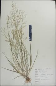 Image result for Eragrostis unioloides