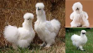 Top 10 Bantam Chicken Breeds For Beginners