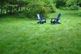 Tall fescue is highly valued for its adaptability to a wide range of climates. Upgrade Your Lawn With Slow Growing Grass Gardener S Supply