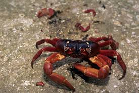 Image result for Craibia