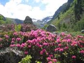 Image result for Nature in Nepal Flowers