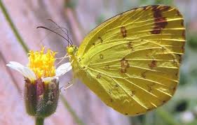 Yellow Butterfly Symbolism And Meaning Dream Interpretation In 2020 Butterfly Symbolism Yellow Butterfly Yellow Butterfly Meaning