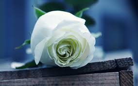 Pcs, handys, zubehör & mehr Free Download Beautiful White Roses Wallpapers Photos Flowers Images 2560x1600 For Your Desktop Mobile Tablet Explore 86 Beautiful Rose Hd Wallpapers Beautiful Rose Hd Wallpapers Beautiful Rose Wallpapers Hd