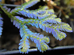 Image result for Selaginella versicolor