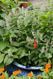 Something like a dwarf fringe flower bush? Can I Grow A Butterfly Bush In A Container Learn About Container Grown Buddleia Care
