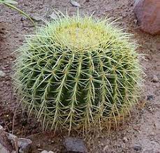 The best way to plant cacti in the ground is to plant in a. Barrel Cactus Wikipedia