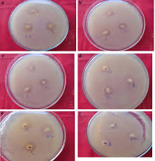 Image result for Kedrostis foetidissima