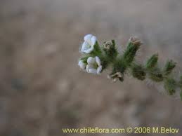 Image result for Boraginaceae