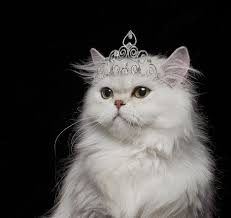 White Cat Spiritual Meaning Persian Cat White Cats White Cat
