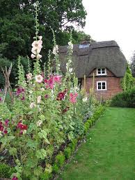 Hollyhocks By The Front Door Of Cole Cottage English Cottage Garden Beautiful Gardens English Garden