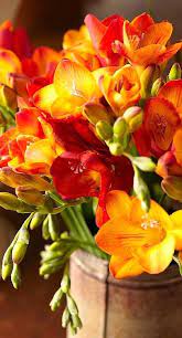 Pin On Flowers Plants