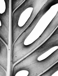 Black And White Nature Artwork Abstract Botanical Art Black White Monstera Leaf Print Still Life Nature Photography Artwork Vertical Wall Art Living Room Decor Vertical Wall Art Nature Photography Flowers Leaf Photography