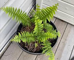 Image result for Nephrolepis biserrata