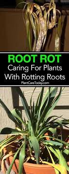 Root Rot Treatment How To Fix Root Rot Causes Symptoms Plants Plant Diseases Types Of Herbs