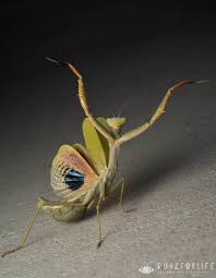 Image result for Buchnera cryptocephala