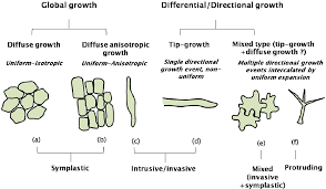 Approximately equal amounts of pectin and hemicellulose are present in dicot primary walls whereas hemicellulose is more. Figure 3 From No Stress Relax Mechanisms Governing Growth And Shape In Plant Cells Semantic Scholar
