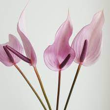 生花】アンスリューム プレビア(チューリップ咲き紫)S-M - 花材通販はなどんやアソシエ