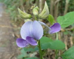 Image result for Crotalaria vasculosa