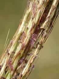 Image result for Bothriochloa bladhii