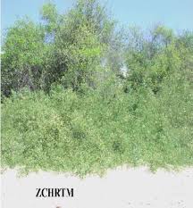 Image result for Salvadora persica