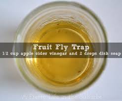 Kitchen Kapers Diy Fruit Fly Trap A Pretty Life In The Suburbs