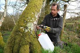 La de este domingo ha sido la elección más. La Seve De Bouleau Seduit Les Consommateurs La Presse