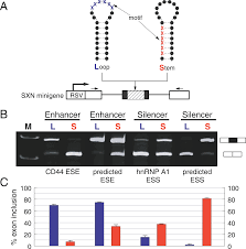Maybe you would like to learn more about one of these? Pre Mrna Secondary Structures Influence Exon Recognition