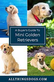 A Buyer S Guide To Mini Golden Retrievers Mini Golden Retriever Golden Retriever Breed Golden Retriever