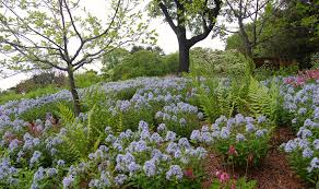 The tree also attracts birds, including orioles and hummingbirds. How To Make Your Yard More Like A Prairie The University Of Chicago Magazine
