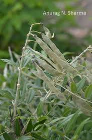 Image result for Mundulea