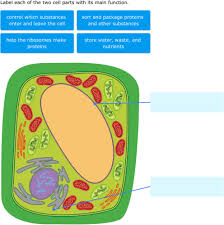 Click here to download a copy of the student recording sheet. Ixl Plant Cell Diagrams Label Parts 6th Grade Science