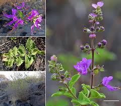 Image result for Ocimum fimbriatum