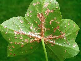 Image result for foto muškáty