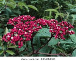 Image result for Leea